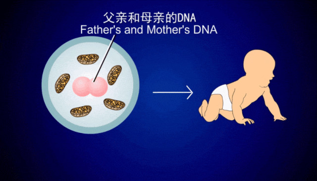 海外助孕这条路-老友lina有些心里话想对你说