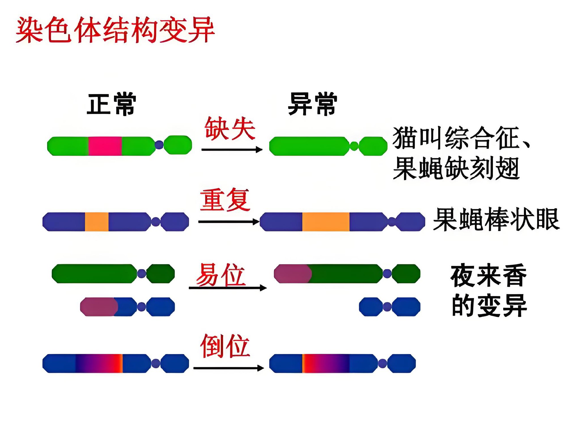 染色体结构异常