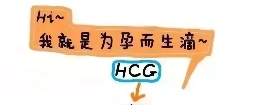 试管婴儿胚胎移植后hcg值对照表：大于20都有可能成功