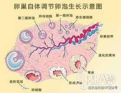 打破误区：促排卵治疗会透支卵巢储备吗？